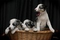 A picture of a painting of puppies