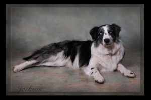 Photo portrait of a dog